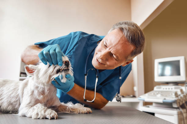 Best Broken or Chipped Tooth Repair in Bigfork, MT